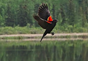 Red-winged Blackbird