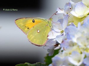 Butterfly-230