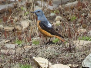 Rofous-tailed Rock-Thrush, Male