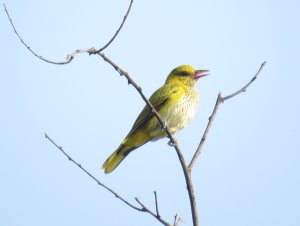 Black-naped Oriole, Immature