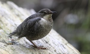 White-throated dipper