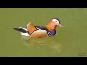 Mandarin Duck Pair Mating