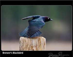 Brewer's Blackbird