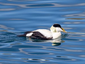 Eider Duck