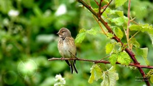 Video of Linnet, Walthamstow Marshes, London, UK, May 2020