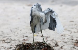 Little Blue Heron takes a Bow