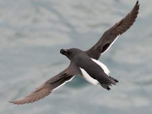 Razorbill in flight