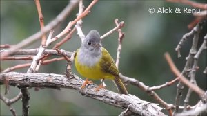 Himalays-712 : Grey headed Canary Flycatcher : lovely song : Amazing Wildlife of India by Renu Tewari & Alok Tewari