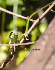 Green Anole