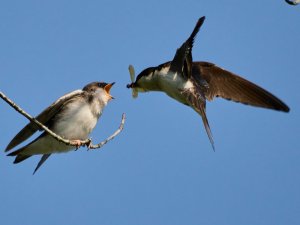 Tree Swallow. 6-6-2023.jpg