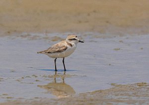 Snowy Plover