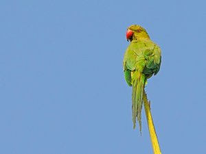 parakeet