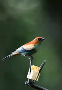 Chestnut-backed Tanager   - male