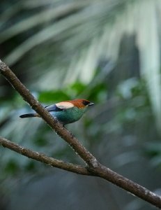 Chestnut-backed Tanager  - Male