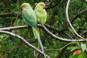 Parakeets