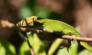 Green Anole