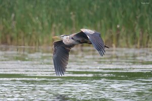 Great blue heron