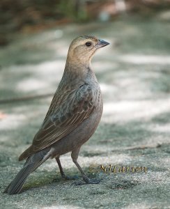 Brown-headed Cowbird