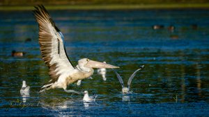 Australian Pelican