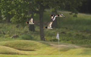 Birdies,but no eagle or albatross!