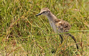 Willet (precocial youngster)