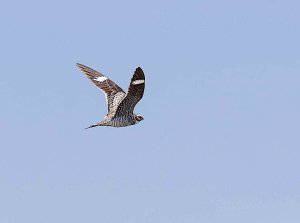 Common Nighthawk