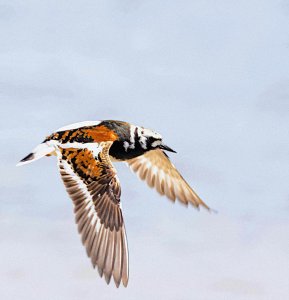 Ruddy Turnstone