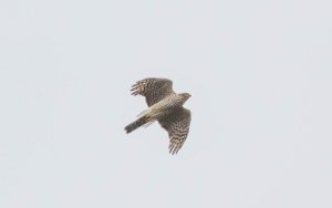 Eurasian Sparrowhawk