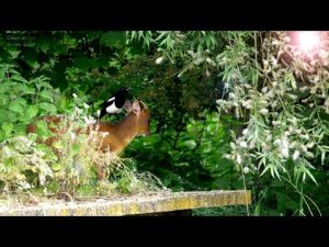Video: Magpie Bird Preens a Muntjac Deer at RSPB Rye Meads, Hertforshire, UK 05th June 2023