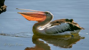 Australian Pelican