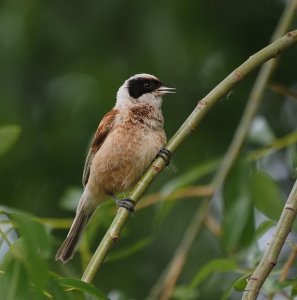 Eurasian Penduline Tit