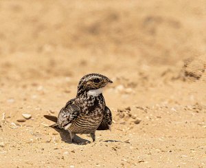 Common Nighthawk