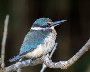 Sacred Kingfisher