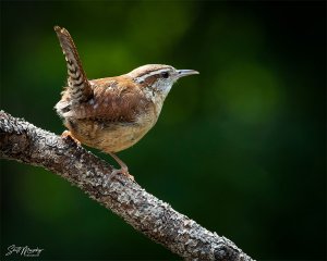 Carolina Wren