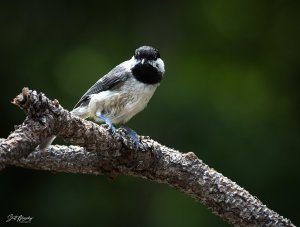 Carolina Chickadee