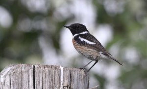 European stonechat