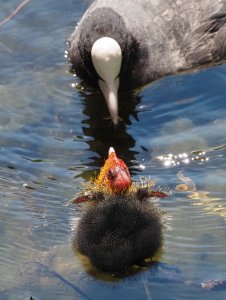 Fulica atra chick