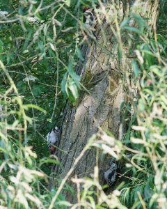 More woodpeckers 3 in total