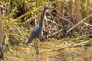 Little Blue Heron