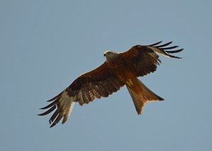 Red Kite.jpg