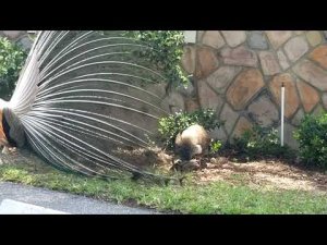 Peafowl undomesticated