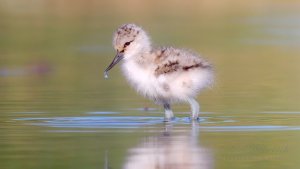Chick of the Pied Avocet
