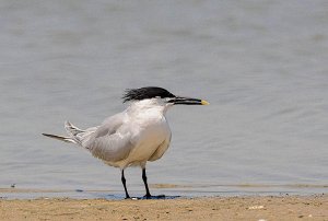 Sandwich Tern