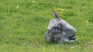 bird on the rock