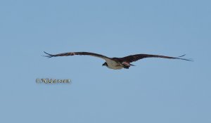 Osprey