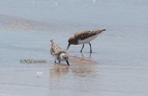 Sanderling and Sandpiper