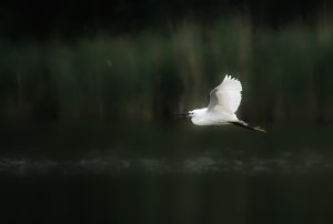 Egret