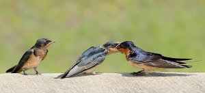 Barn Swallows