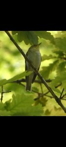 Wood Warbler at Thirlmere