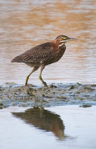 Green Heron